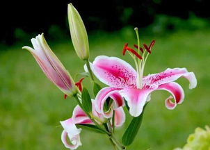 香水百合怎么養(yǎng)花期長