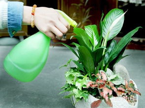 霉雨季節(jié)怎樣養(yǎng)花