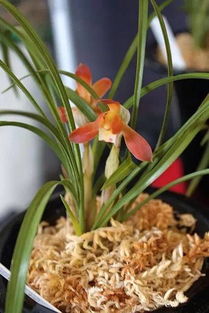 水苔養(yǎng)花可以通用嗎