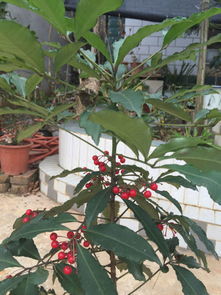 養(yǎng)花的微信名