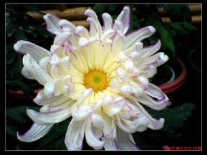 人教版養(yǎng)花的作者是誰(shuí)