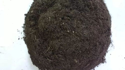 怎樣用柚子皮養(yǎng)花