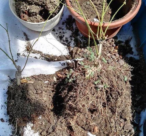 鋸木屑可否加入盆土養(yǎng)花