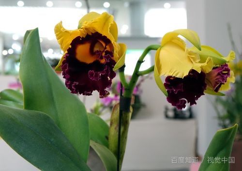 辛苦養(yǎng)花的說(shuō)說(shuō)