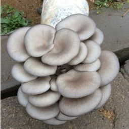 蘑菇菌包養(yǎng)花