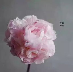 怎樣養(yǎng)花知識芍藥