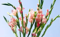 養(yǎng)花日記300