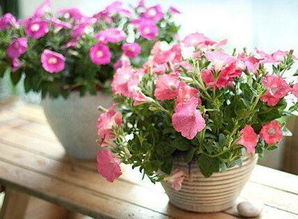 講解養(yǎng)花的軟件