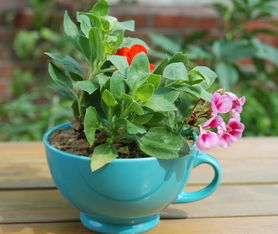 周公解夢(mèng)夢(mèng)見(jiàn)別人養(yǎng)花