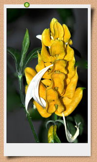 養(yǎng)花huangjinta