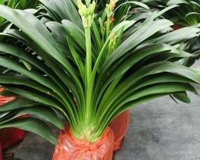 能凈化空氣陰面家養(yǎng)花