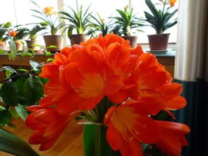 怎么贊美養(yǎng)花的女人