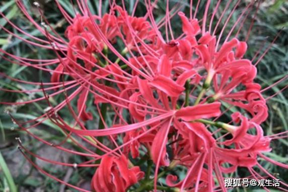 多元尿素養(yǎng)花怎么樣
