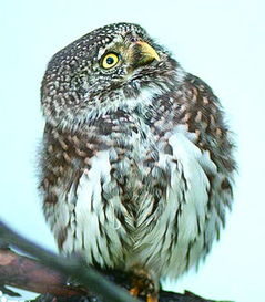 養(yǎng)花頭鵂鹠違法嗎