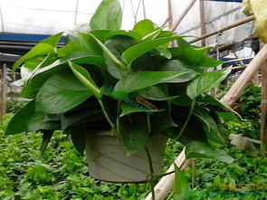 養(yǎng)花營養(yǎng)液綠蘿多久會(huì)死