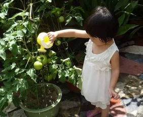 法桐掉的皮拿來養(yǎng)花