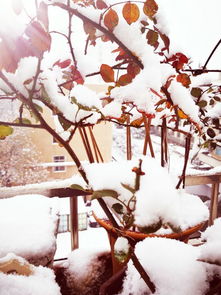 我最喜歡養(yǎng)花作文