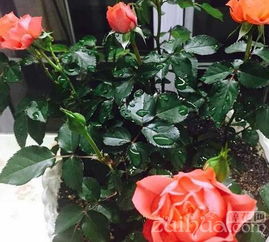 養(yǎng)花卉的小竅門