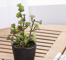 公務(wù)員辦公室不讓養(yǎng)花