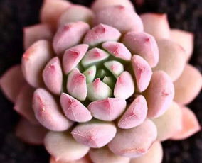 城里養(yǎng)花沒(méi)肥料