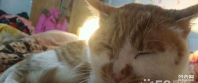 家里養(yǎng)花貓好嗎