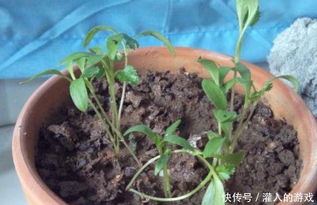 熟鵝可以養(yǎng)花嗎