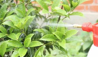 稻糠養(yǎng)花好嗎