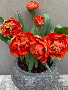 養(yǎng)花怎么好掙錢