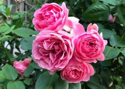 養(yǎng)花用什么土好6