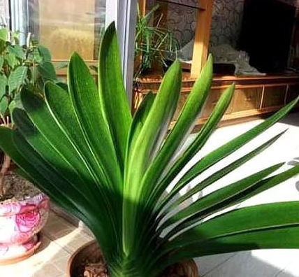 養(yǎng)花的稻殼要怎么發(fā)酵