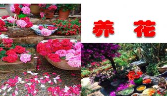 語文書養(yǎng)花的詞語