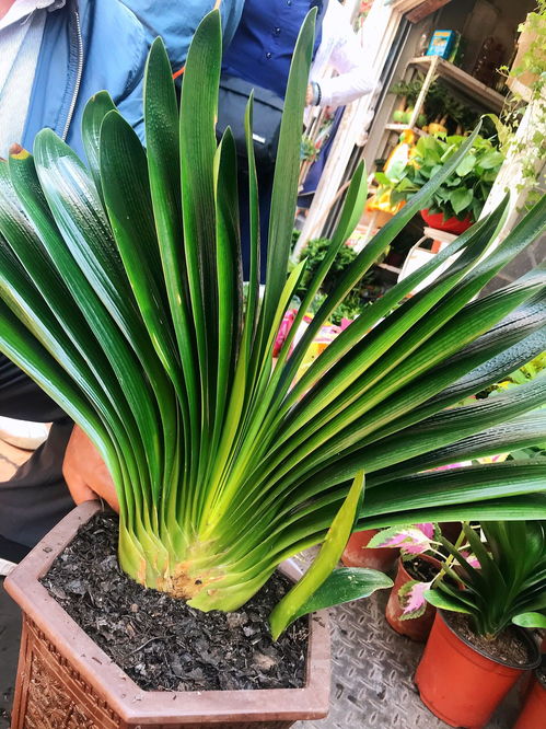 養(yǎng)花當(dāng)中的氮磷鉀起什么作用