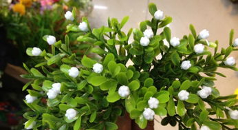 怎樣制作養(yǎng)花營養(yǎng)水