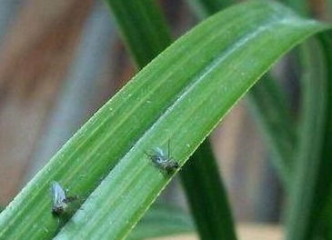 養(yǎng)花土里風出小黑蟲子