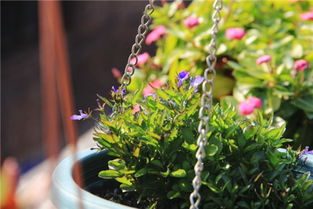 室內(nèi)養(yǎng)花有不開花的花香嗎