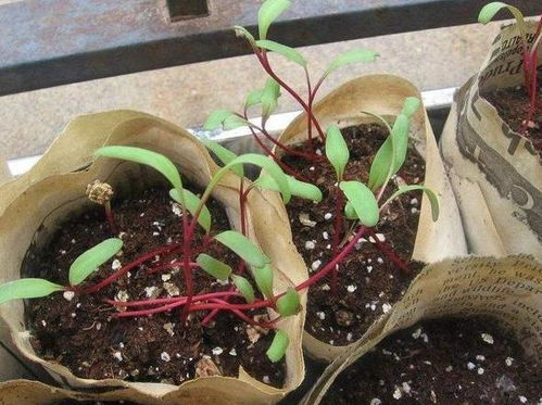 養(yǎng)花土質分類