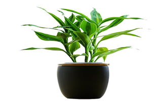 家養(yǎng)花出小蟲(chóng)咋辦