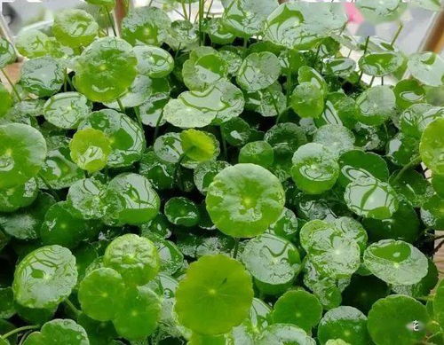 皮蛋殼能養(yǎng)花嗎