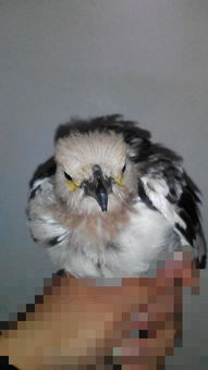 養(yǎng)花的脖子