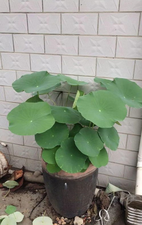 夢見自己在大缸里養(yǎng)花