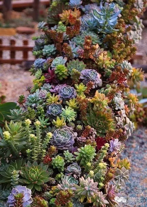 窮養(yǎng)花富養(yǎng)樹什么意思