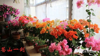 冬天陽臺(tái)養(yǎng)花如何保暖