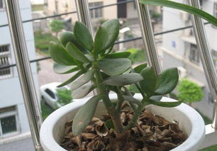 養(yǎng)花的營養(yǎng)綠色結(jié)晶