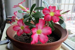 養(yǎng)花用什么水玫瑰花