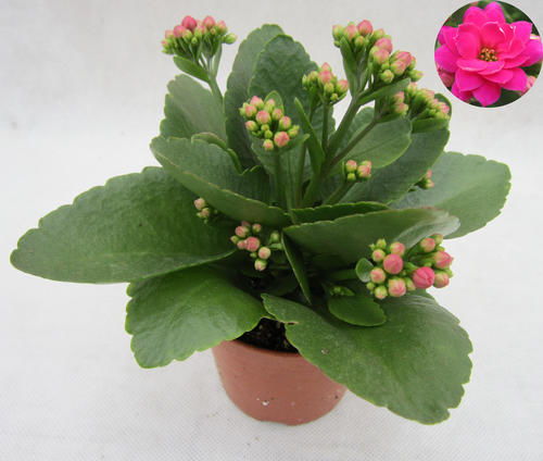 煤粉土攪拌均勻能養(yǎng)花嗎