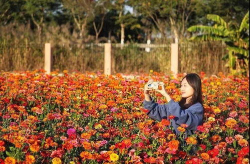 佛山哪里可以學養(yǎng)花
