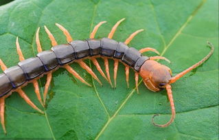 樓房有蜈蚣養(yǎng)花