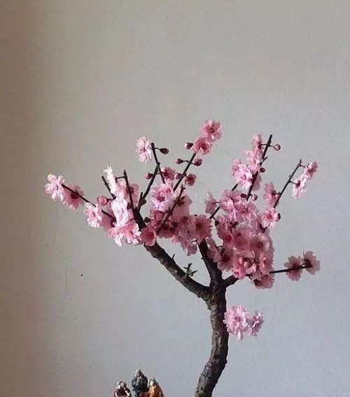 麥麩子能養(yǎng)花嗎