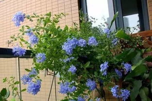 陽臺養(yǎng)花的盆