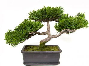 適合屬蛇的客廳養(yǎng)花